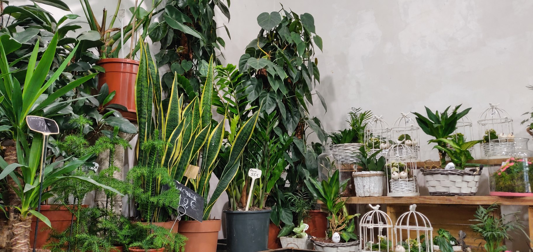 Plantes et compositions dans la boutique Floréal à Reims